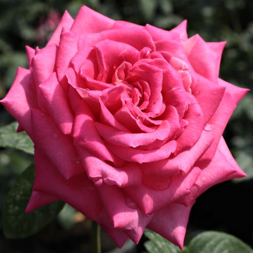 Rozenstruik - Webwinkel - theehybriden - roze - Rosa Isabel de Ortiz® - zacht geurende roos - Reimer Kordes - Grote, geurende, mooie, decoratieve, felle bloem, geschikt als snijbloem.